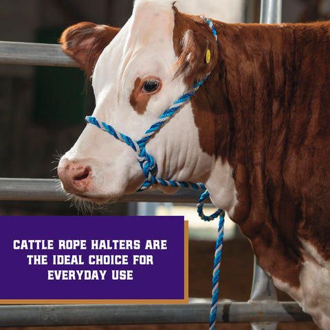 Weaver Livestock braided rope halter close-up showing durable poly rope for daily use.