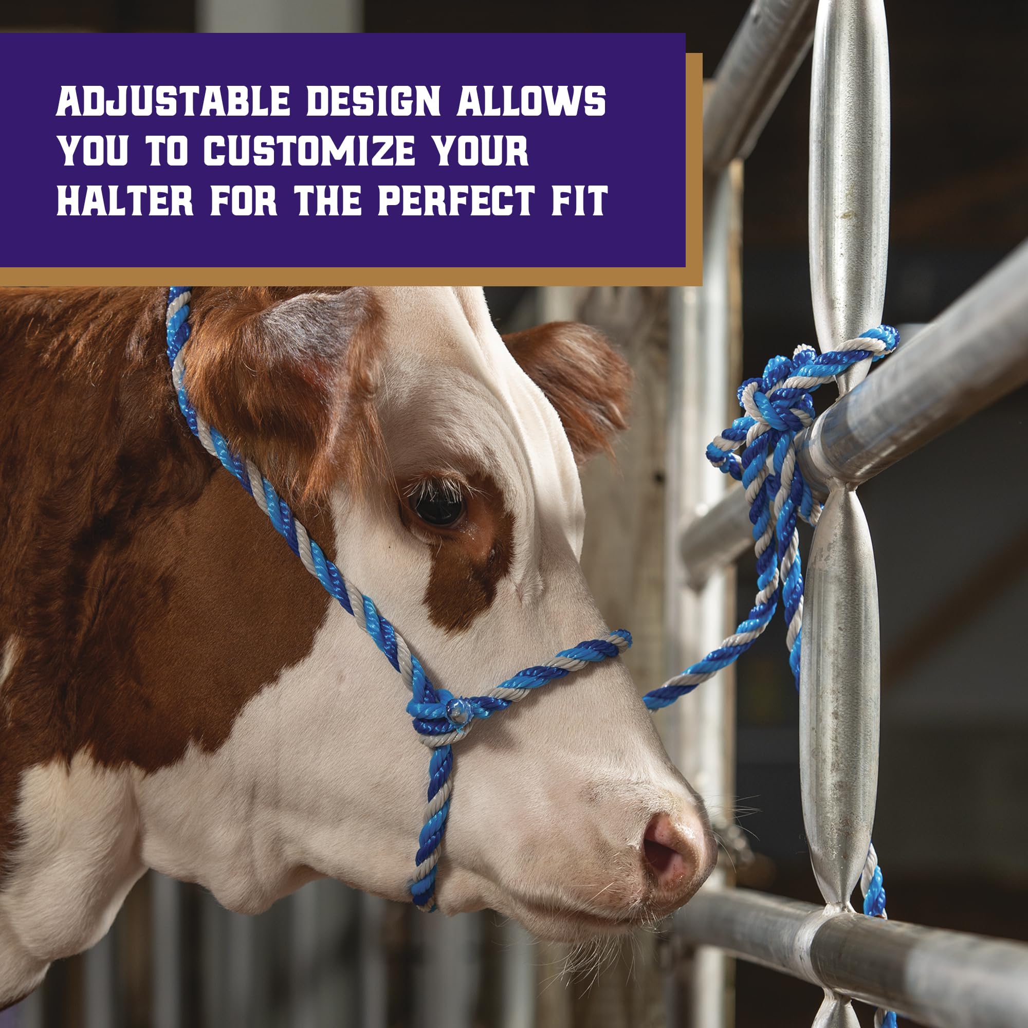 Weaver Livestock adjustable cattle halter ensuring snug fit across ages for comfort.