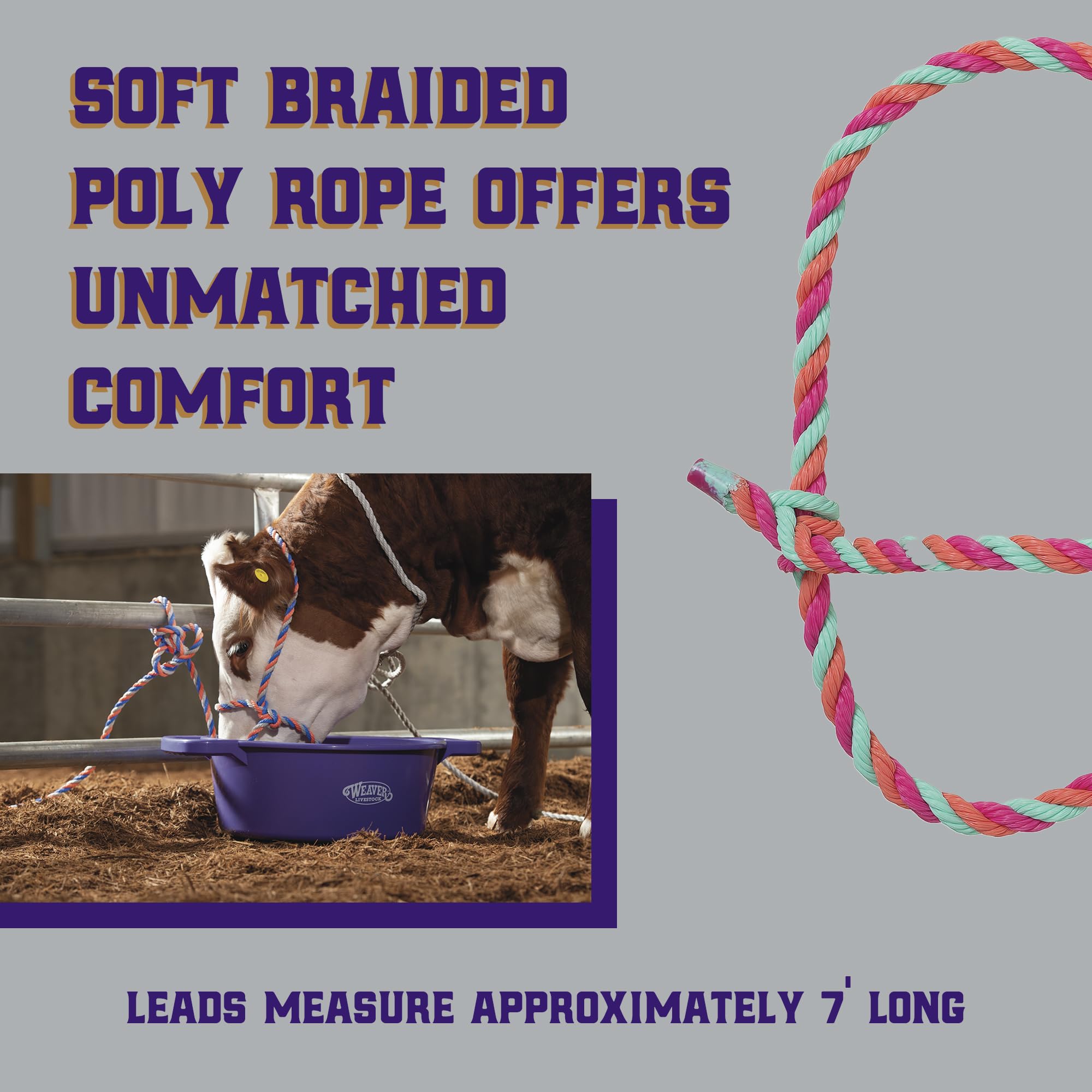 Weaver Livestock halter with 7-foot lead demonstrating ample control for cattle