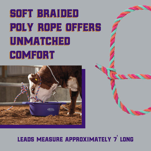 Weaver Livestock halter with 7-foot lead demonstrating ample control for cattle