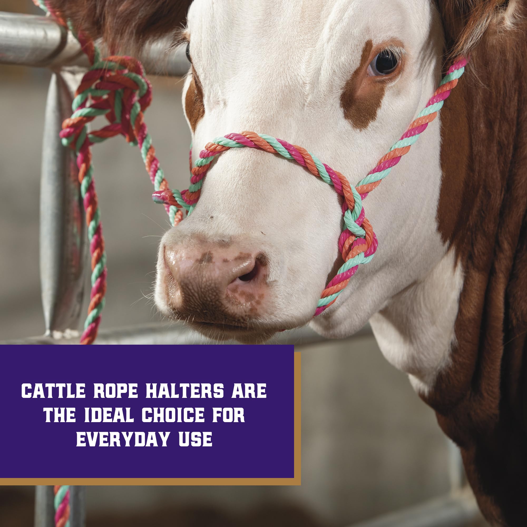 Weaver Livestock braided rope halter close-up highlights adjustable fit and comfort