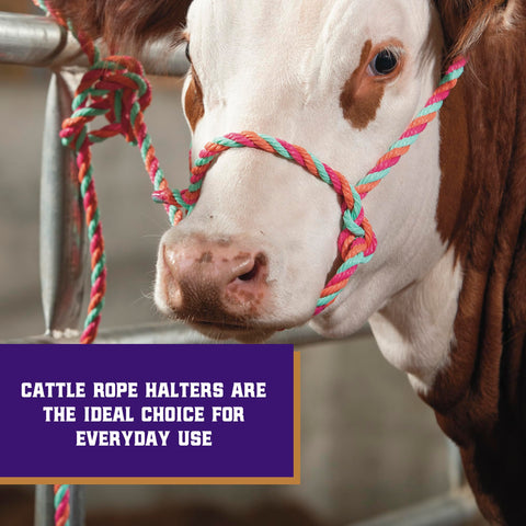 Weaver Livestock braided rope halter close-up highlights adjustable fit and comfort