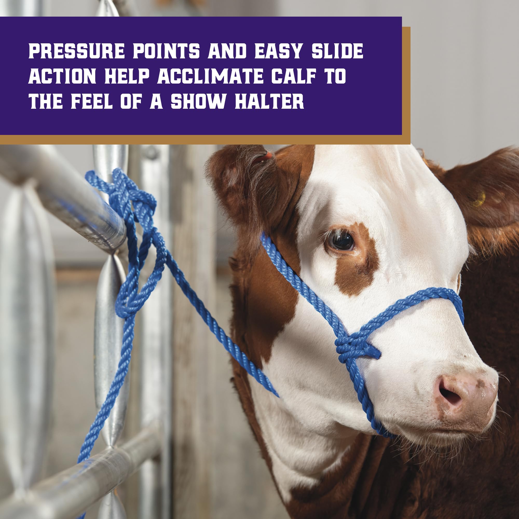 Eight and a half foot lead from Weaver Livestock for ample reach when guiding cattle.