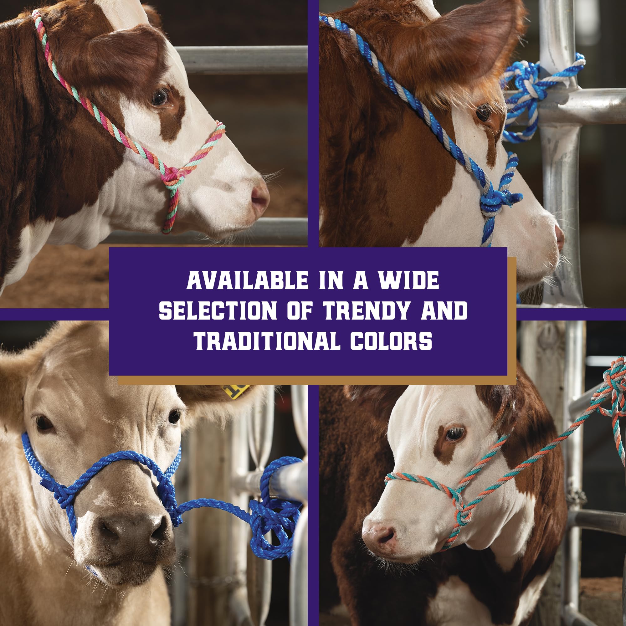 Weaver Livestock nose-friendly halter closeup for gentle training.