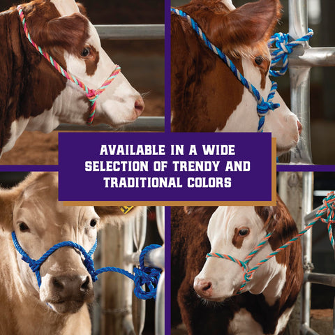 Weaver Livestock nose-friendly halter closeup for gentle training.