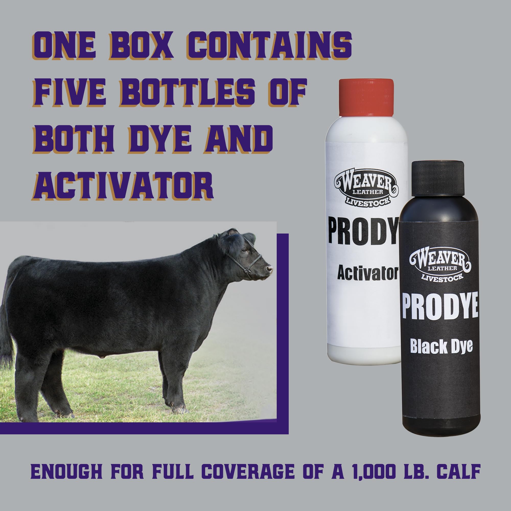 Weaver Livestock ProDye deep black all-over coat for uniform show-ready appearance.