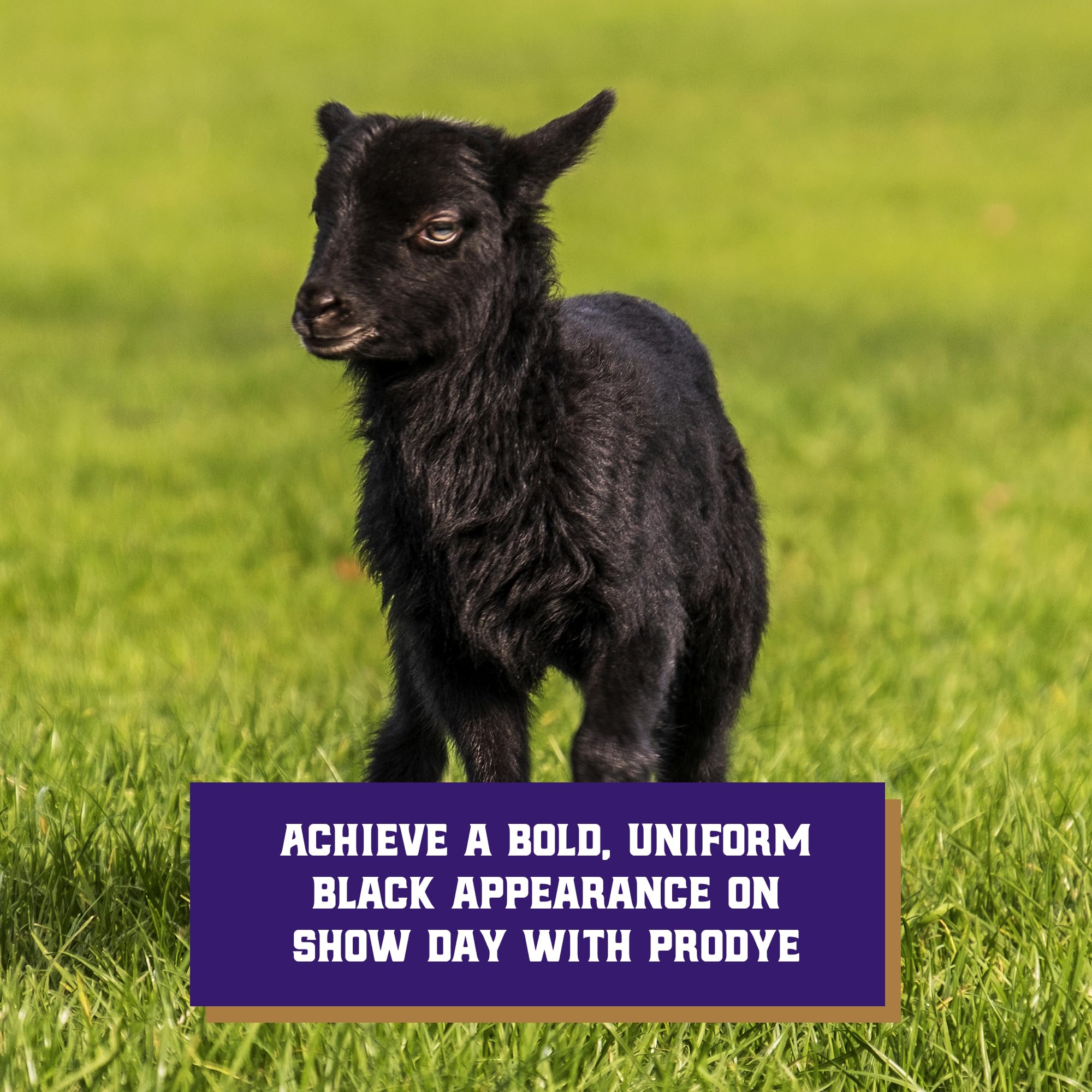 Weaver Livestock ProDye gloves usage highlight safe handling and clean application.