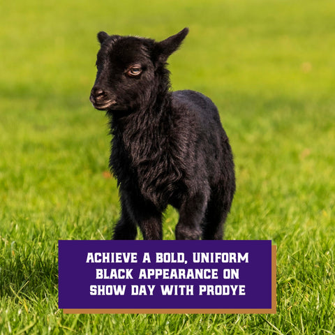 Weaver Livestock ProDye gloves usage highlight safe handling and clean application.
