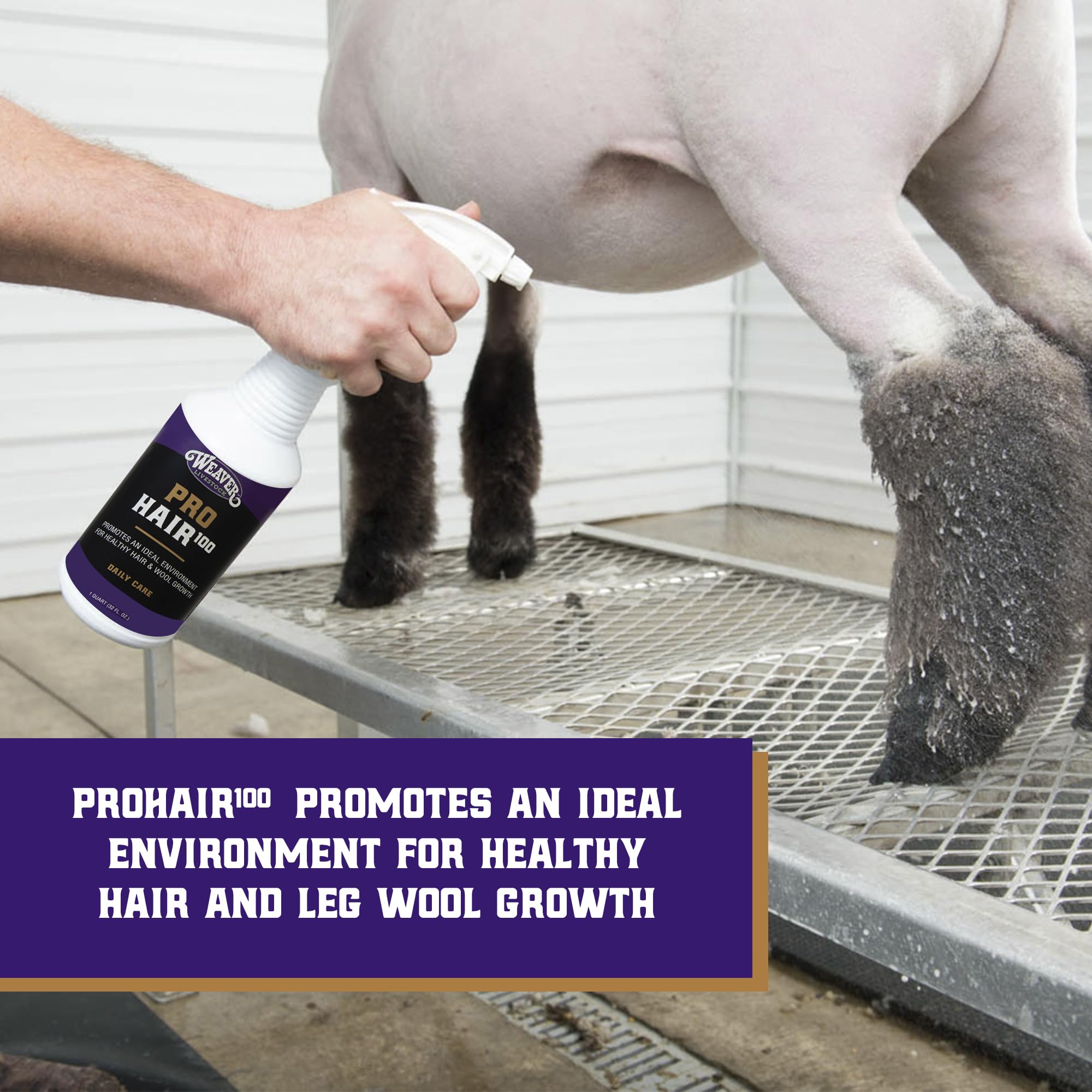 Weaver Livestock ProHair100 hair strands rejuvenation for healthier wool.
