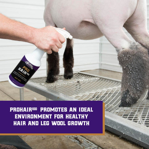 Weaver Livestock ProHair100 hair strands rejuvenation for healthier wool.