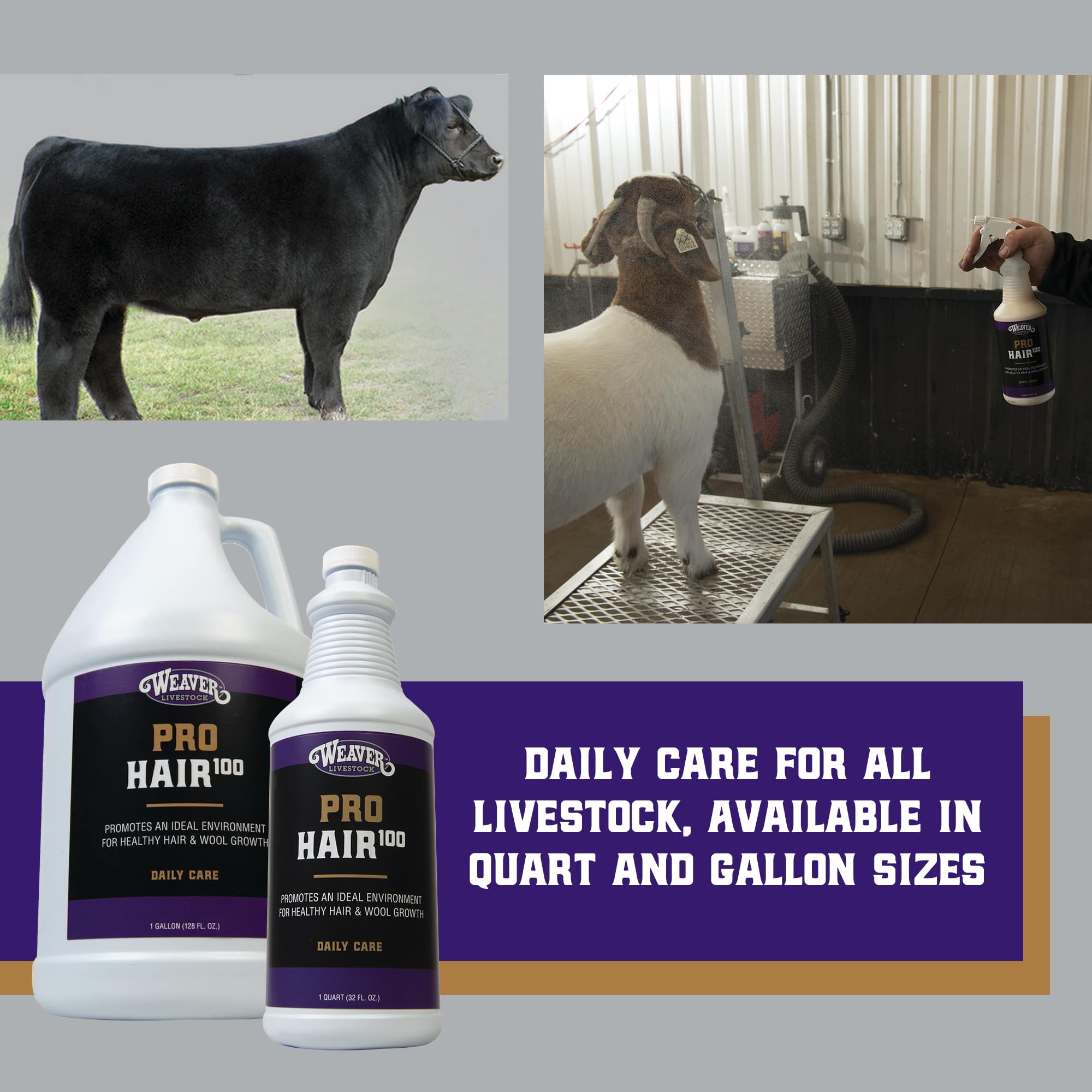 Weaver Livestock ProHair100 hide-conditioning with thyme, tea tree and sage oils.