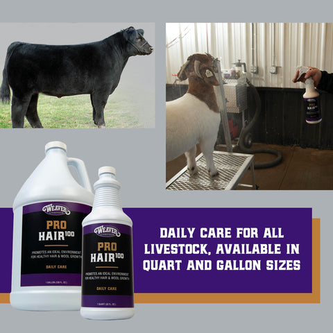 Weaver Livestock ProHair100 hide-conditioning with thyme, tea tree and sage oils.