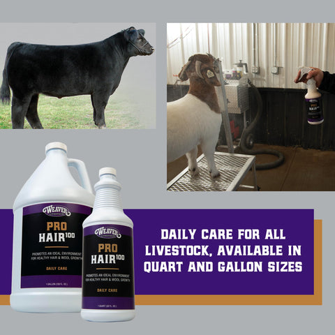 Weaver Livestock ProHair100 showday-coat image features a refined, glossy appearance.