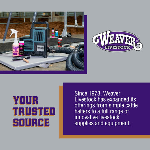 Weaver Livestock show-ready cattle halter supports confident handling.