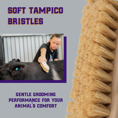 Weaver Livestock Tampico Pig Brush ideal for show day preps.