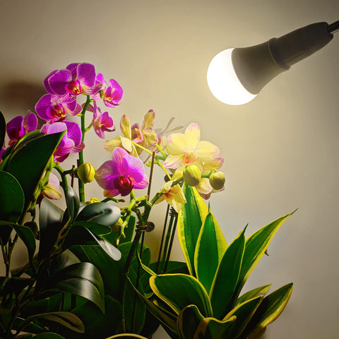 WeeGrow LED Grow Light Bulb with E26 base for easy standard socket installation.
