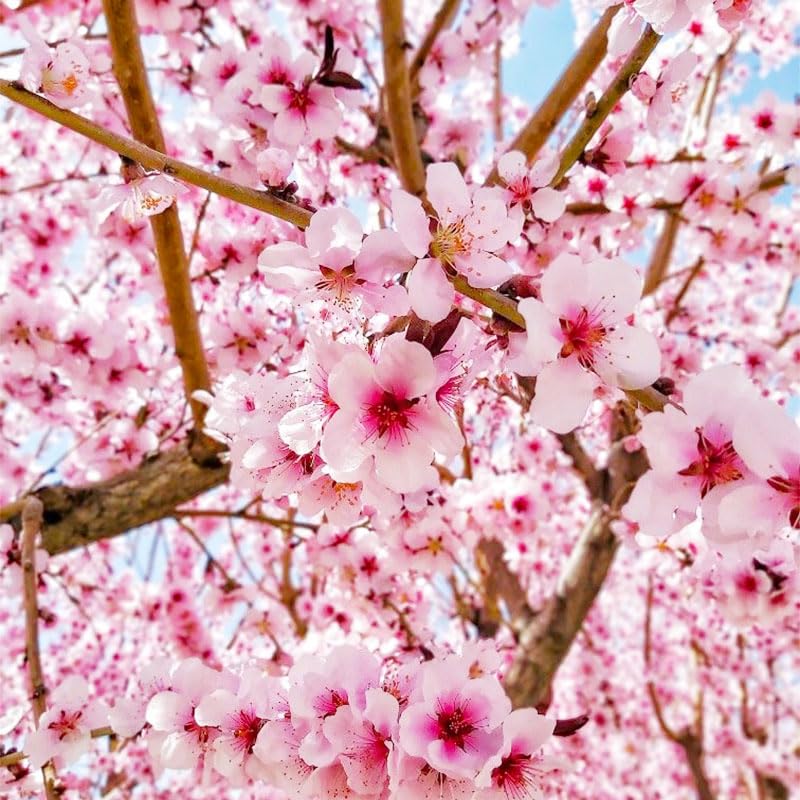 Weeping Cherry Seeds form a graceful border accent in garden beds.