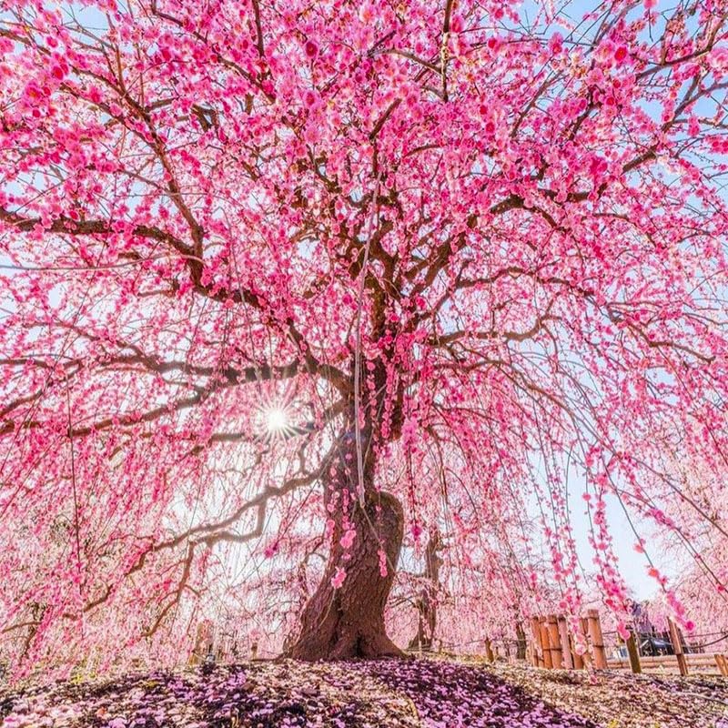 Weeping Cherry Seeds cascading blooms in a sunny hanging basket.