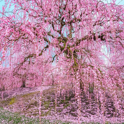 Weeping Cherry Seeds create a soft movement in mixed beds and borders.