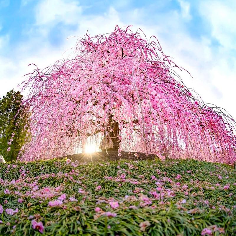 Weeping Cherry Seeds thrive in sun, ideal for elevated planters.