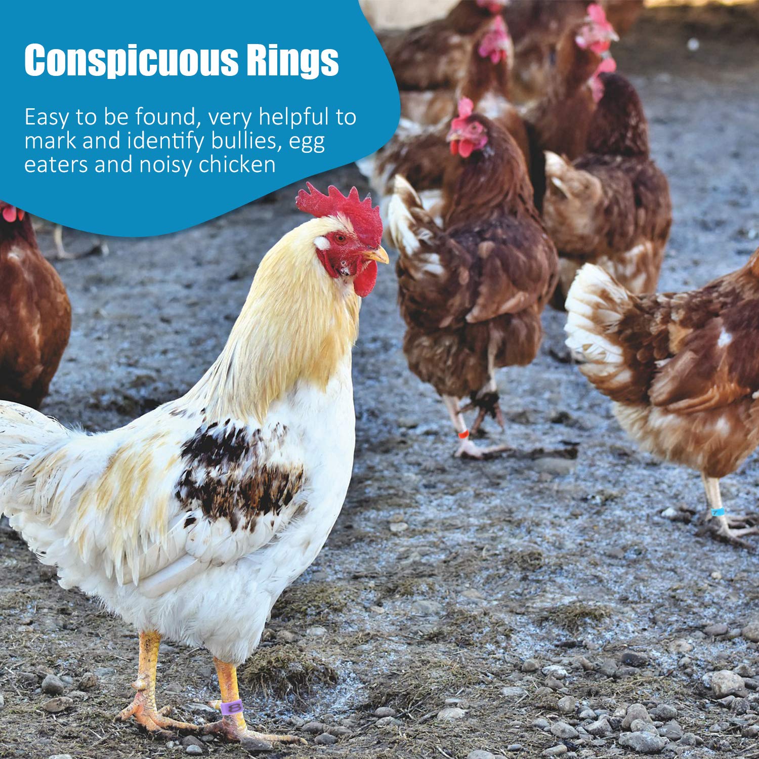 Weewooday 16mm white chicken leg band, numbered for versatile poultry tagging.