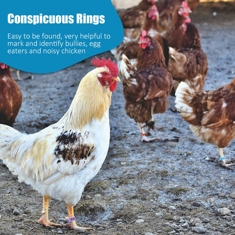 Weewooday 16mm white chicken leg band, numbered for versatile poultry tagging.