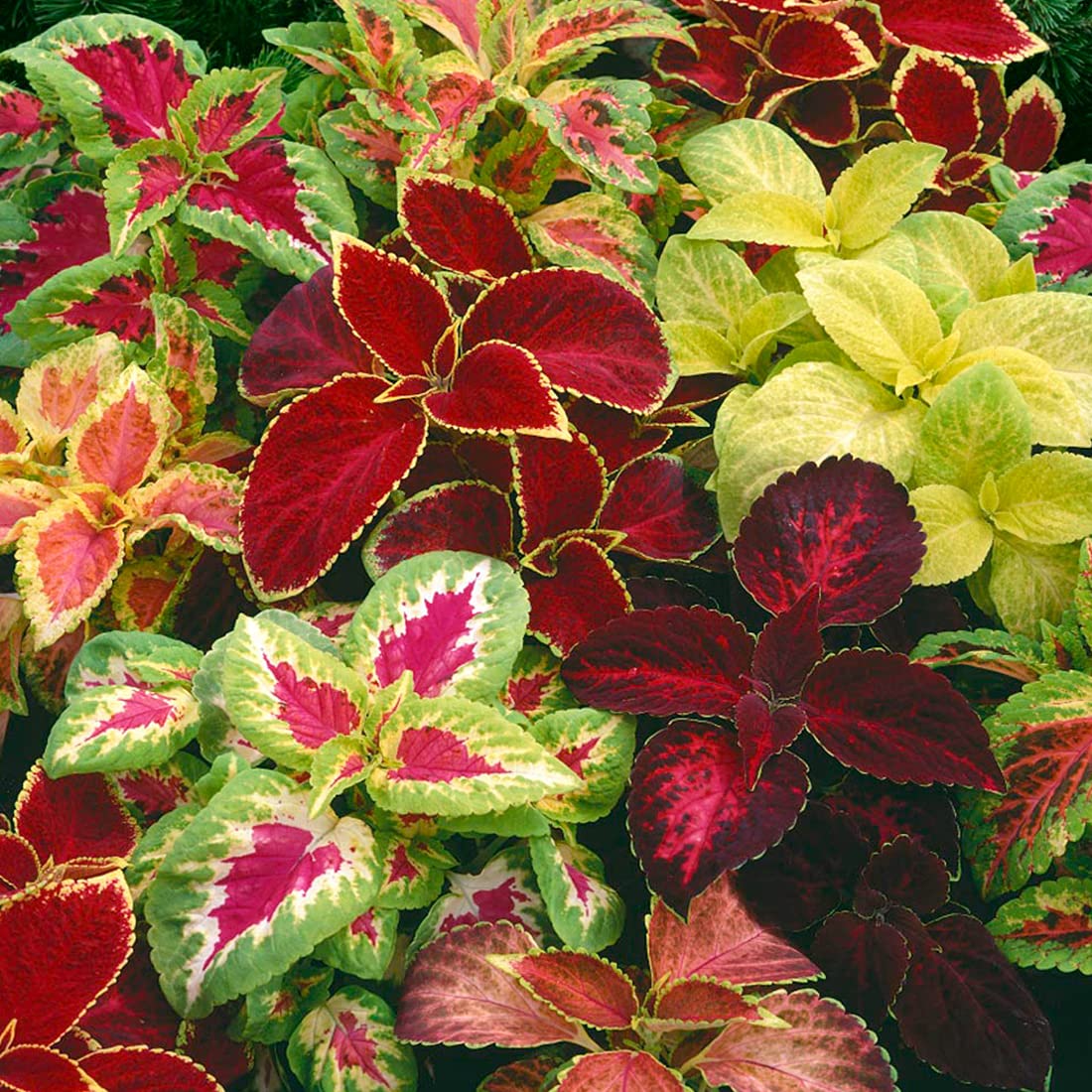 Welldales rainbow seeds enable easy container garden with bright blooms.