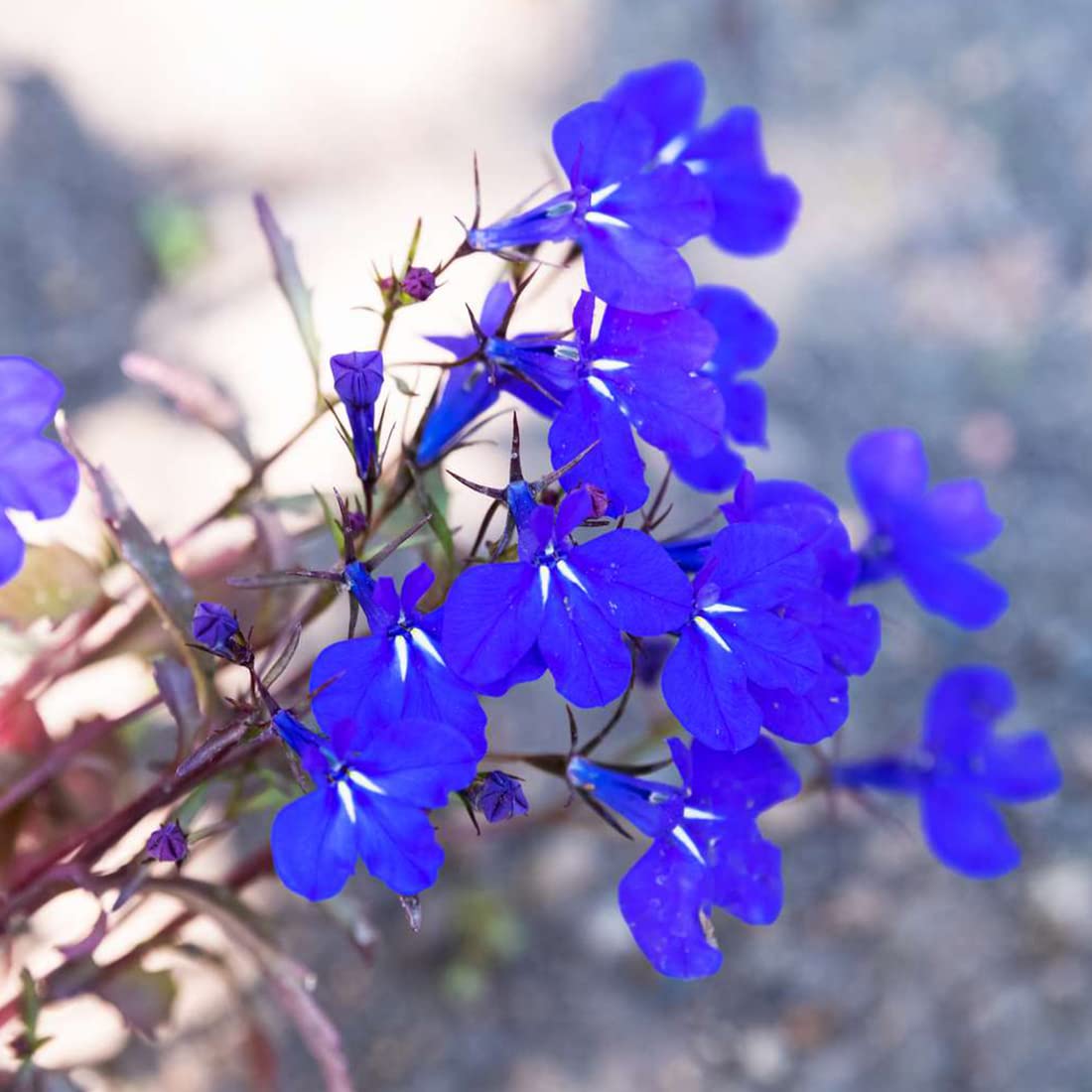 Welldales blue lobelia seeds growing in garden beds for bursts of color.
