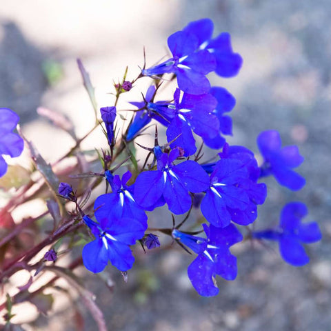 Welldales blue lobelia seeds growing in garden beds for bursts of color.
