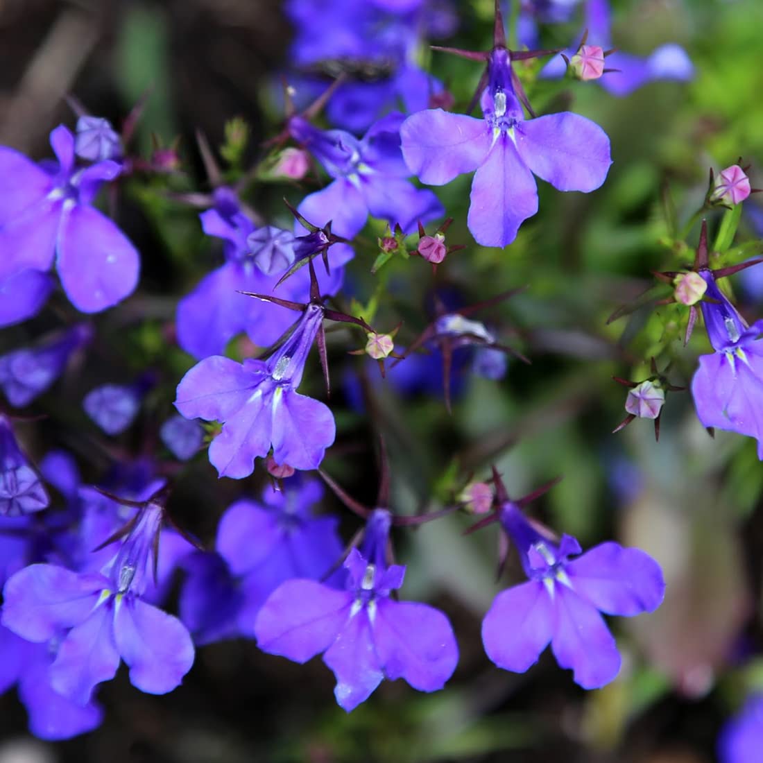 Welldales seed pack offers multicolor garden display through lobelia blooms.
