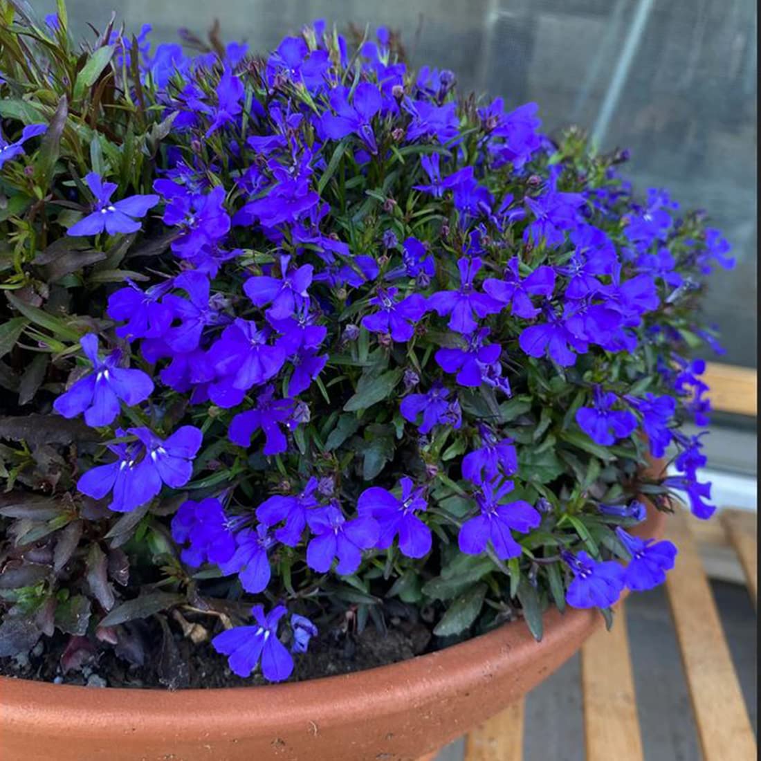 Welldales blue lobelia seeds pack for vibrant garden color.