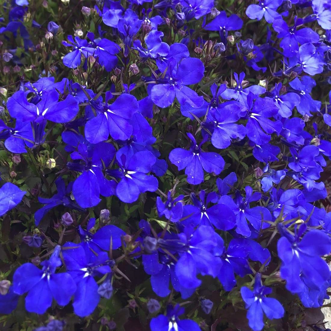 Welldales blue lobelia seeds for pots and balconies, adding color to small spaces.