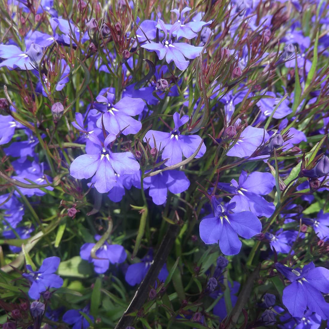 Welldales blue lobelia seeds stored properly for future planting.