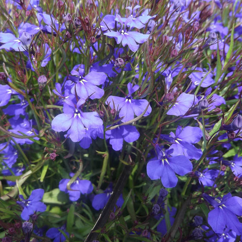 Welldales blue lobelia seeds stored properly for future planting.