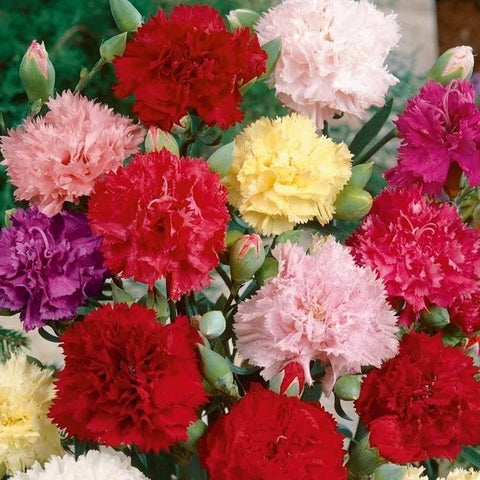 Welldales carnation seeds for pots and terraces adding cheerful, low-maintenance color.