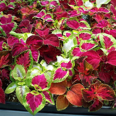 Welldales garden coleus rainbow mix delivers multicolor foliage.