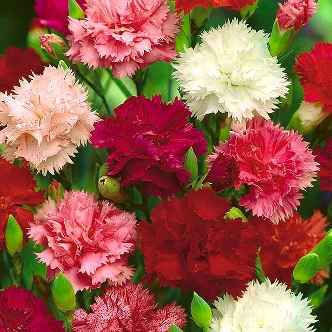 Welldales mixed carnation seeds for simple growing and long-lasting color in gardens.