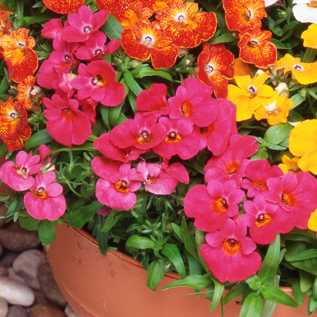 Welldales mixed nemesia seeds packet ready to brighten your garden color
