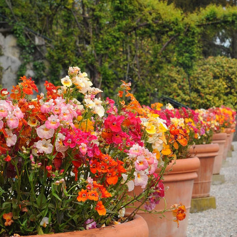 Nemesia garden blooms in vibrant multicolor for balcony pots
