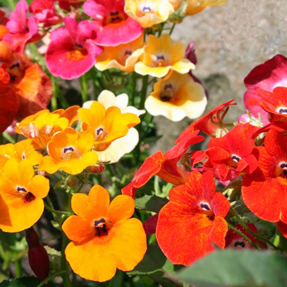 Seeds suited for open garden spaces and container planting