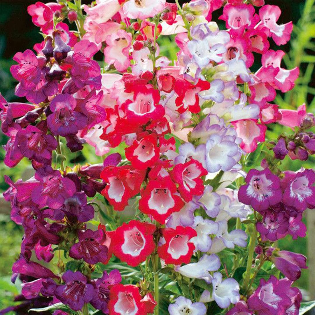 Welldales mix penstemon blooms brighten borders and balconies.