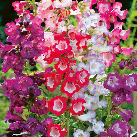 Welldales mix penstemon blooms brighten borders and balconies.