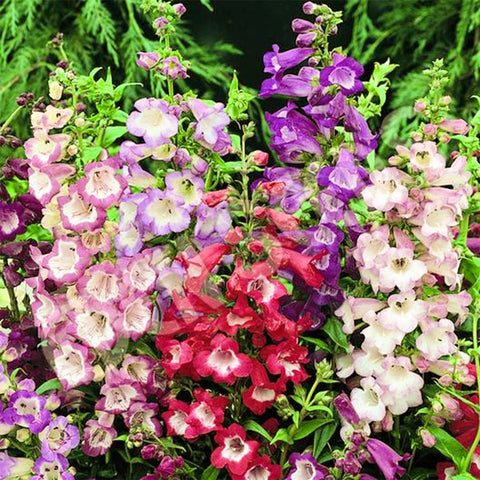 Welldales penstemon seeds sown in soil add early color.