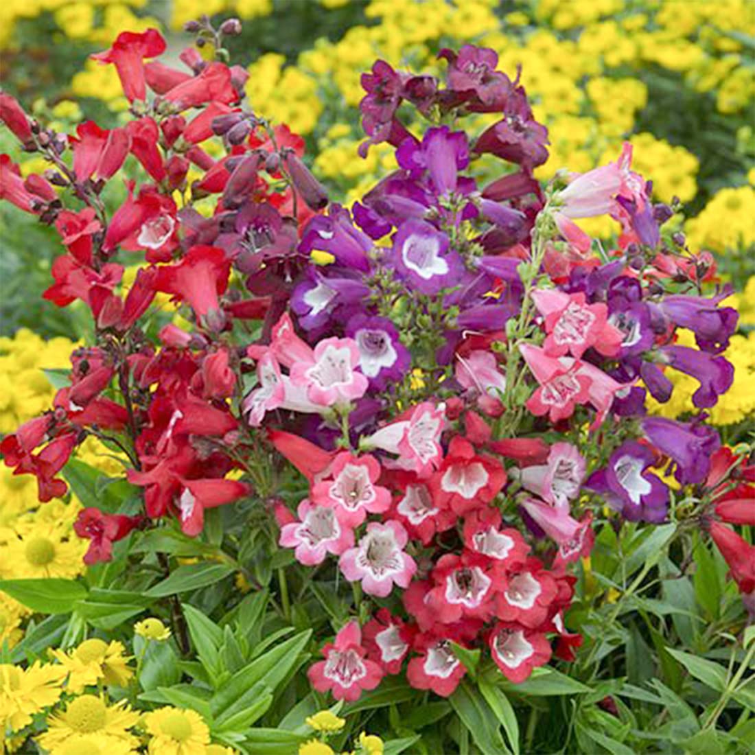 Welldales penstemon seeds for pots and small space gardens.