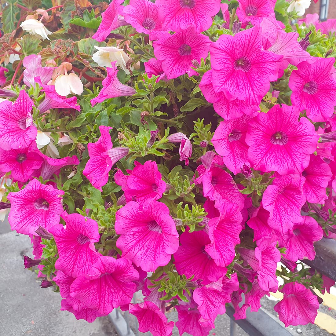Welldales pink petunia seeds thriving in a balcony container display