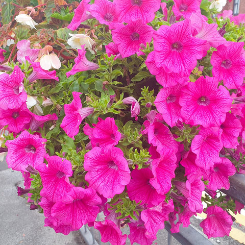 Welldales pink petunia seeds thriving in a balcony container display