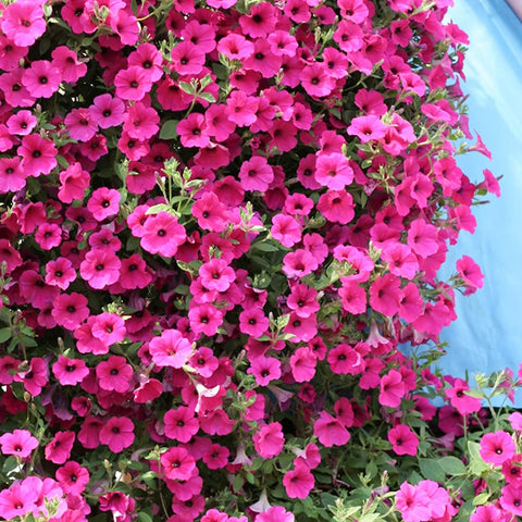 Welldales pink petunia seeds close-up showing soft pink petals