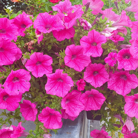 Welldales pink petunia seeds planted in a garden bed for vibrant blooms