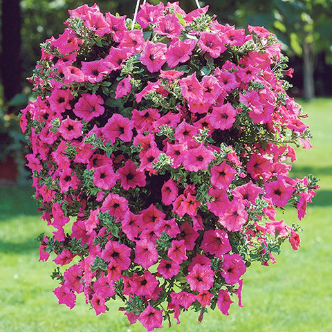 Welldales pink petunia seeds ready for hanging baskets add easy balcony color