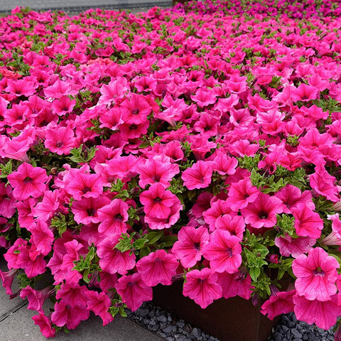 Welldales pink petunia seeds packaging ready for planting
